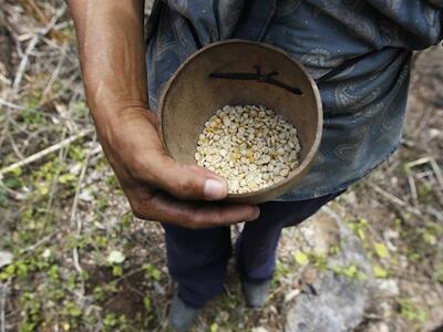 Boletim fevereiro: Sementes Crioulas, por uma alimentação livre de transgênicos e agrotóxicos