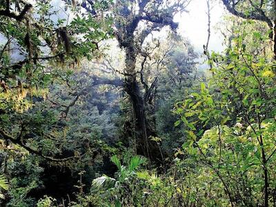 Boletín #247 del WRM - Conceptos que matan bosques