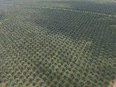 - Plantación de palma aceitera de Poligrow en Colombia. Foto: Environmental Investigation Agency.