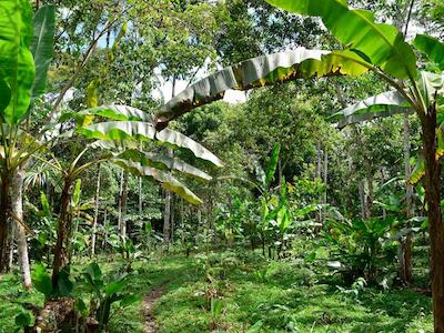 Cambio climático y los derechos de mujeres, pueblos indígenas y comunidades rurales en las Américas