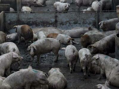 Cerdos para China: No queremos megagranjas-bomba