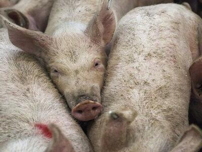 Coalición internacional solicita a la CIDH que investigue las violaciones a derechos humanos de las megafábricas de carne
