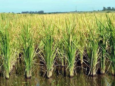 Comprueban el impacto de los agroquímicos en el sistema reproductor y el hígado de anfibios silvestres