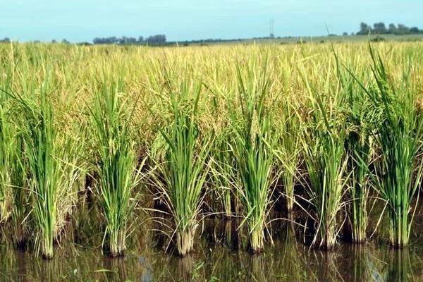 Comprueban el impacto de los agroquímicos en el sistema reproductor y el hígado de anfibios silvestres