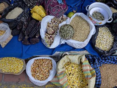 Crónica de la sesión preliminar del Tribunal Permanente de los Pueblos en defensa de las semillas 