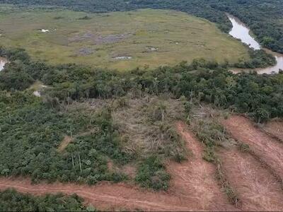 Denuncian deforestación masiva tras desalojo en Maracaná