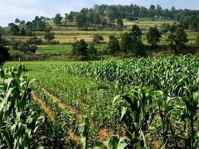 Desde la milpa se mira el mundo entero —dieciocho años después—