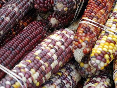 Desde la milpa se mira el mundo entero —dieciocho años después—