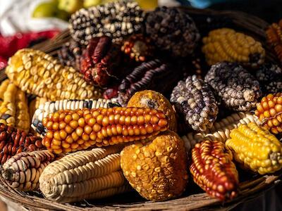 Desde los fuegos del tiempo: ¿Quién está defendiendo el maíz nativo?