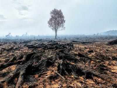 Ecocidio: un paso más en su reconocimiento legal