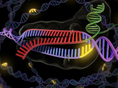 Edición génica, un hacha desafilada
