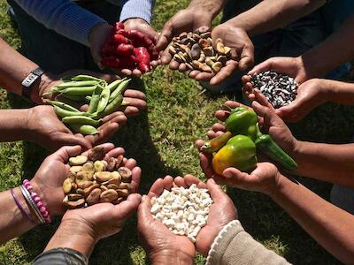 El derecho a las semillas como condición para la soberanía alimentaria