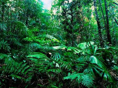 El eco-fascismo y racismo ambiental, amenazas colaterales de la pandemia