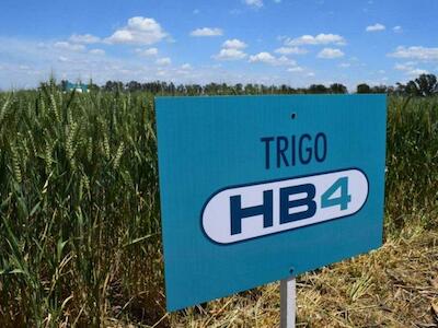 El Gobierno autorizó el trigo HB4 y el pan transgénico se acerca a las mesas argentinas