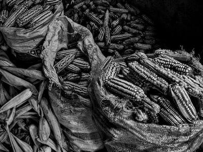 Foto de GRAIN