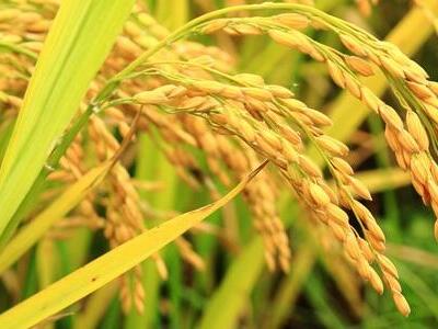 El ministerio de agricultura aprueba arroz genéticamente modificado