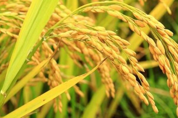 El ministerio de agricultura aprueba arroz genéticamente modificado
