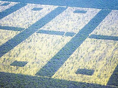 En Chaco, Santiago del Estero, Formosa y Salta la deforestación arrasó áreas protegidas. 