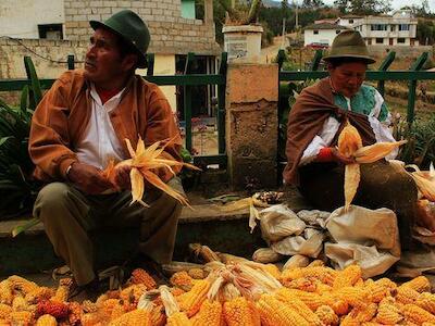 El Reglamento al Código Ambiental: un nuevo intento de legalizar los transgénicos en el Ecuador