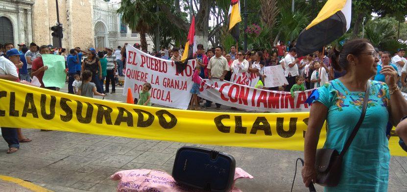 Resisten mayas contra granjas porcícolas en Yucatán pese a la represión