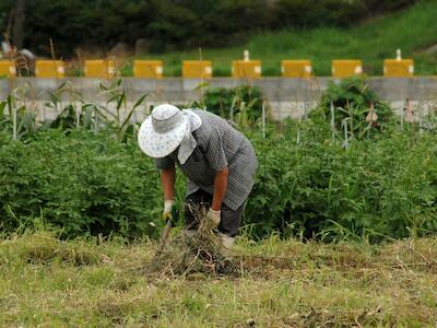 Enfrentando al coronavirus en el campo