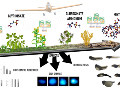 Evaluación comparativa de la toxicidad crónica individual y mixta del glifosato y el glufosinato de amonio en renacuajos de anfibios
