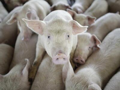 Fábricas de puerco: calentando el planeta