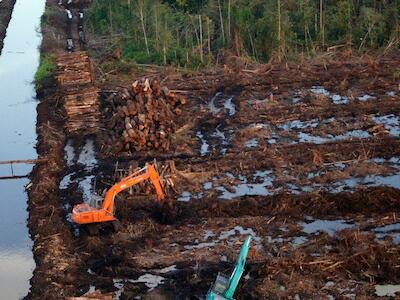 Greenpeace denuncia que la certificación forma parte del greenwashing empresarial y no están frenando la destrucción de los bosques