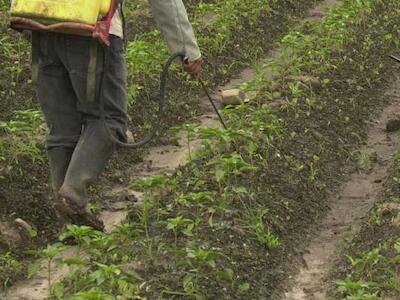 Informe sobre los plaguicidas altamente peligrosos en Argentina