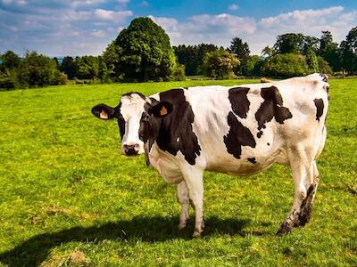 Internet de las vacas