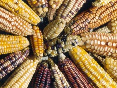 La batalla por las semillas en America Latina: cómo avanza el cerco legal y cómo responden los pueblos