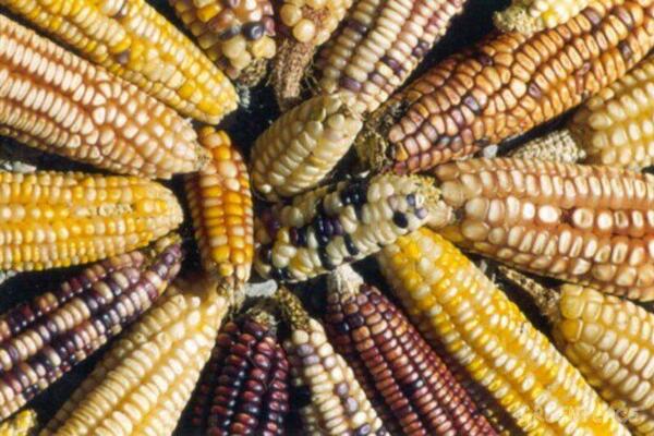 La batalla por las semillas en America Latina: cómo avanza el cerco legal y cómo responden los pueblos