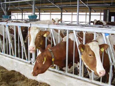 La carne industrial forjándose un mundo a su medida