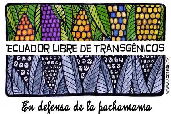 La Corte Constitucional se pronuncia sobre el ingreso de semillas y cultivos transgénicos