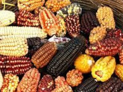 La defensa del maíz en Oaxaca