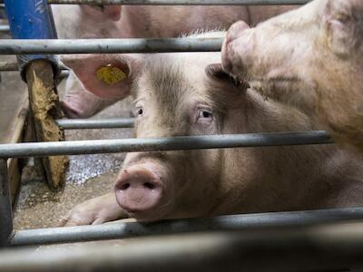 - Un cerdo en una macrogranja de Alemania. © Greenpeace.