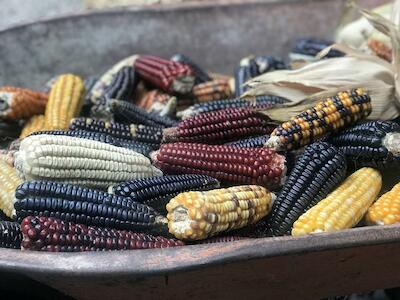 La Ley de fomento y protección del maíz ¿nuevo embate legal contra los pueblos?
