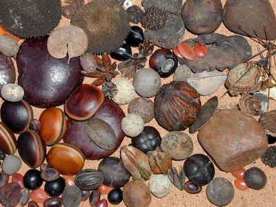 La soberanía alimentaria y de las semillas están en riesgo: no se adhiera al Convenio de la UPOV de 1991 