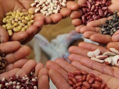 “Los derechos campesinos, para ser efectivos, requieren Reformas Agrarias en todo el mundo”