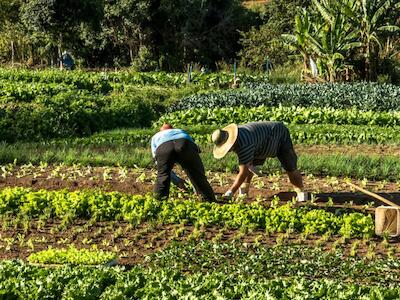 Los pequeños agricultores tienen la respuesta para alimentar al mundo. ¿Por qué la ONU no escucha?