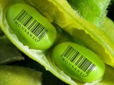 Macri intentó sacar por decreto la Ley de Semillas “Monsanto”