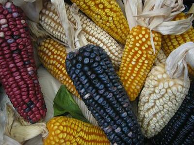 Maíz nativo de los pueblos: todo México es centro de origen y diversidad del maíz