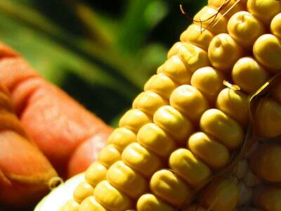 Milho transgênico contamina sementes crioulas de agricultores familiares