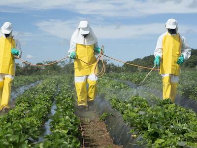 Monsanto Papers: El glifosato en la mira