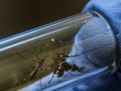 Mosquitos transgénicos fuera de control
