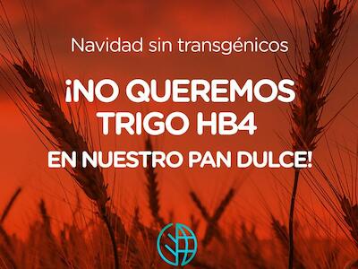 Navidad sin transgénicos ¡No queremos Trigo HB4 en nuestro Pan Dulce!