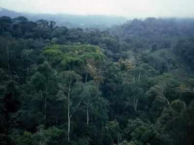 Parte de la sierra de Mayombe, que se extiende por República Democrática del Congo, Gabón y Angola. FAO