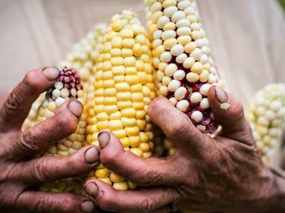 NO a la modificación de la Ley de Semillas - No a la Ley Bayer  Monsanto