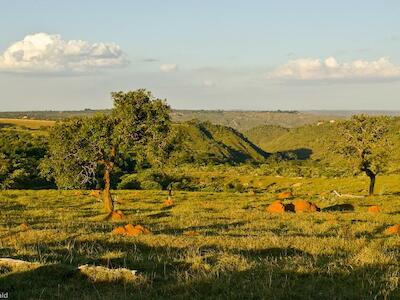 O coronavírus, a barbárie e a força do Cerrado