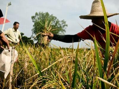 Arroz dorado, genéticamente modificado. Foto: IRRI